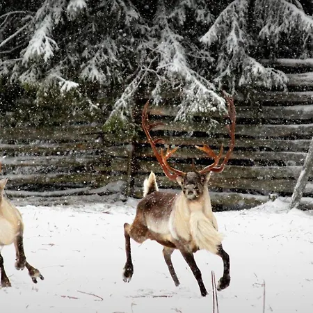 Balder Luxury & Glass Igloos 5*