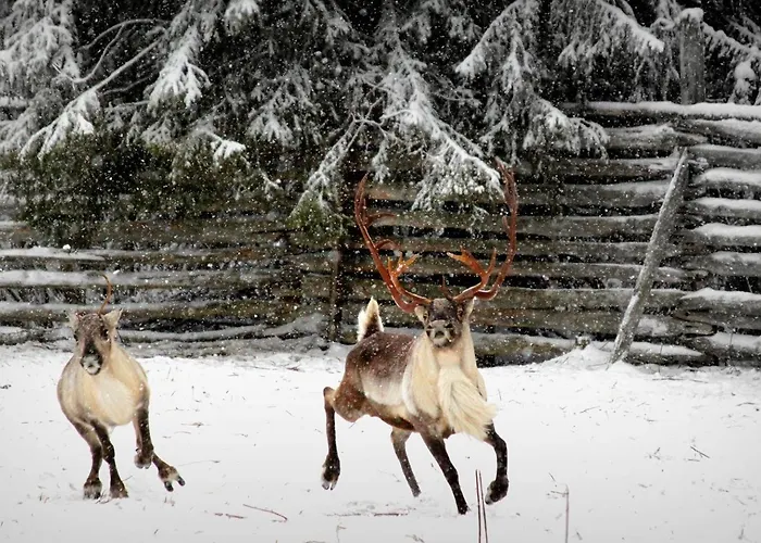 Balder Luxury & Glass Igloos 5*